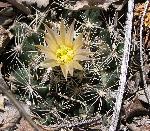 Cactus, Missouri pincushion