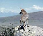 Coyote
