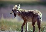 Coyote
