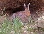 Desert cottontail