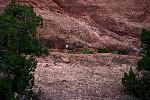 Desert Bighorn Sheep beside the trail