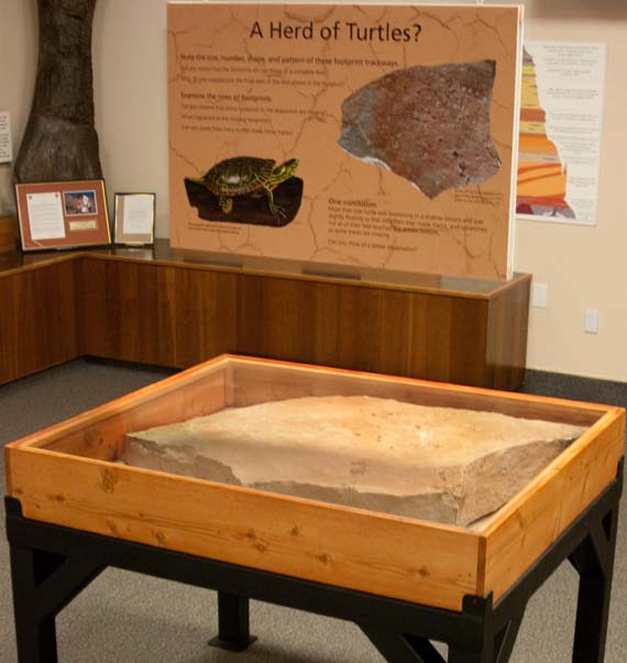 turtle exhibit