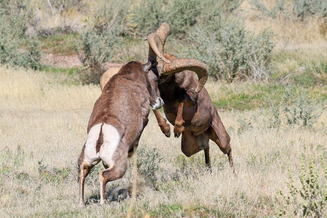 Two big desert bighorn rams butting heads.