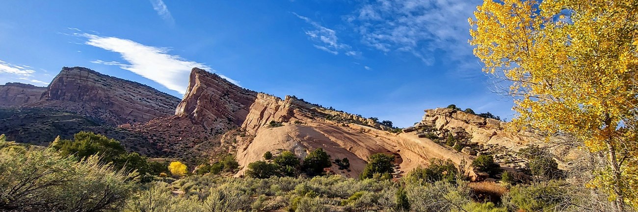 Tilting canyon rock layers of Monument Canyon with yellow autumn cottonwood leaves