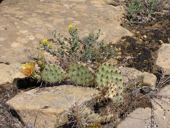 Prickly pear cactus with one yellow flower
