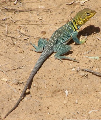 collared lizard