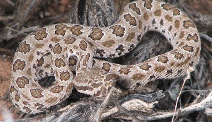 midget-faded rattlesnake
