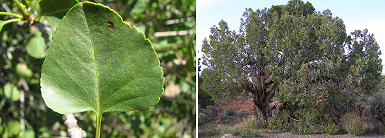 single leaf ash and juniper