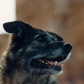 A dog having fun at a National Park