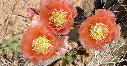 Purple fruited prickly pear