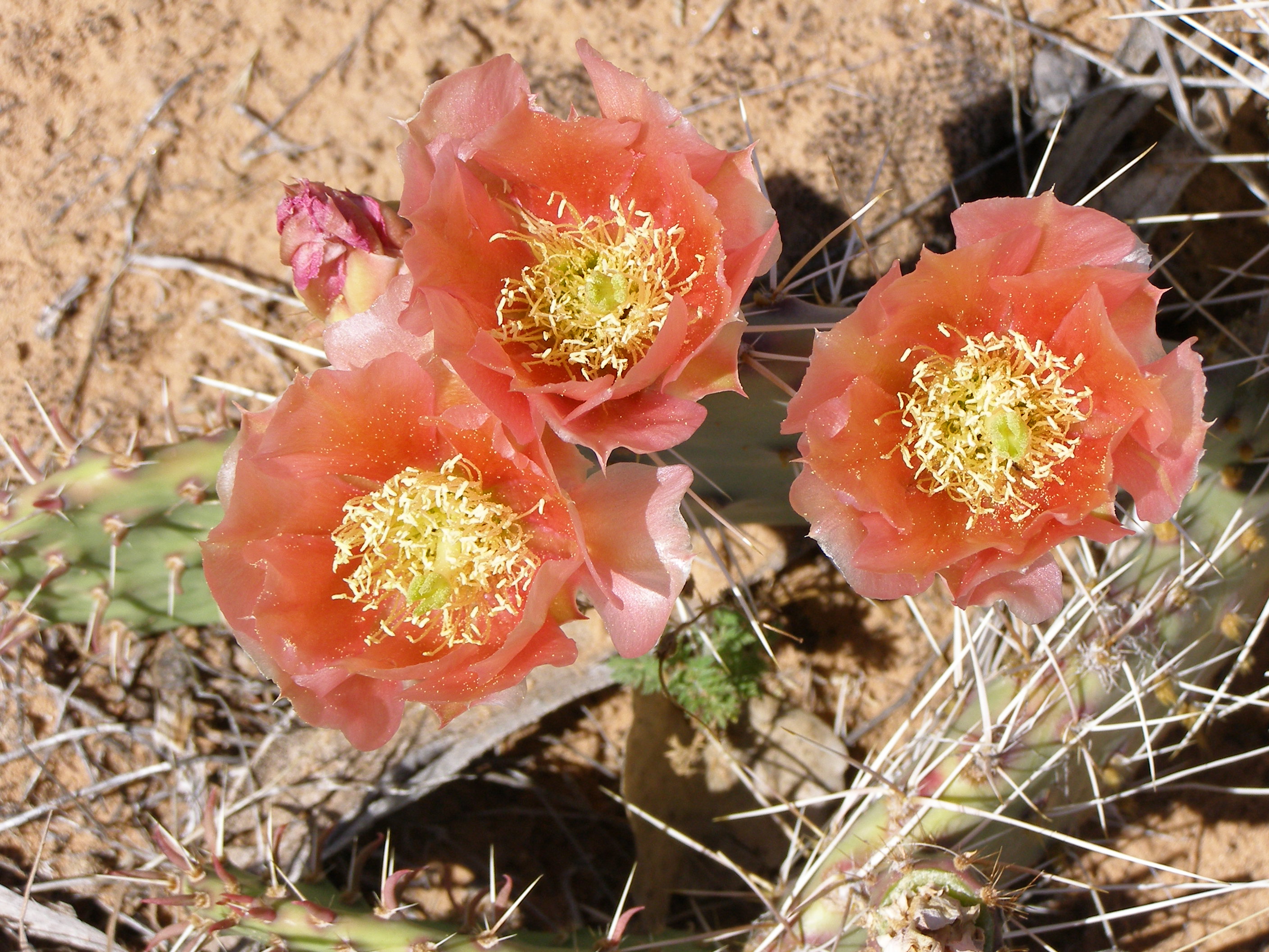 purple fruited prickly pear-monument canyon tr