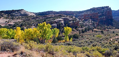 Yellow-green cottonwood trees stand below the sheer canyon walls of No Thoroughfare Canyon.