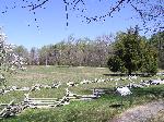 Surrender Field