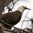COLO_HiliRS_Bald-Eagles-of-GSP01