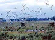 Birds in flight over wetlands