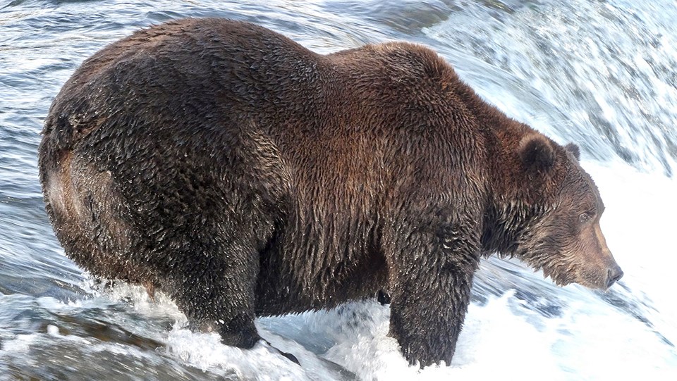 Bear 151 in the spring, skinnier, standing in water, looking left.