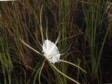 Sawgrass Prairie