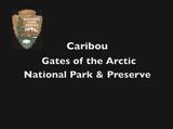 Caribou