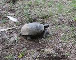 Gopher Tortoise