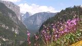 Episode 1: Wildflowers