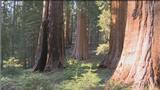 Episode 11: Big Trees