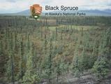 Black Spruce