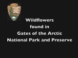 Wildflowers