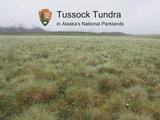 Tussocks