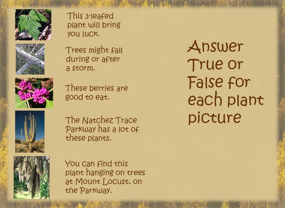 An image with 5 pictures of plants and the answers to the questions.