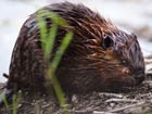 closeup of a beaver