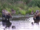 two bulll moose wading in a pond