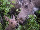 a moose cow and calf in brush