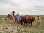 Santa Fe Trail reenactment with oxen and horses drawing a cart and a wagon