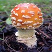 The Fly Agaric species in Alaska. 