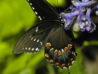 close up of a butterfly