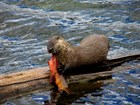 Otter on a log consuming a cutthroat trout near Trout Lake. NPS Photo - D. Bergum