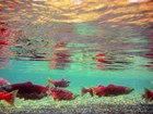 Deep red sockeye salmon swim in turquoise waters.