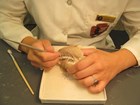 a scientist a small skull and using a small pick to remove rock from the teeth.