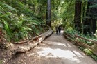 A couple hiking on the Main Trail at Muir Woods. 