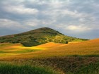 Yellow vegetation in foreground and mountain in background