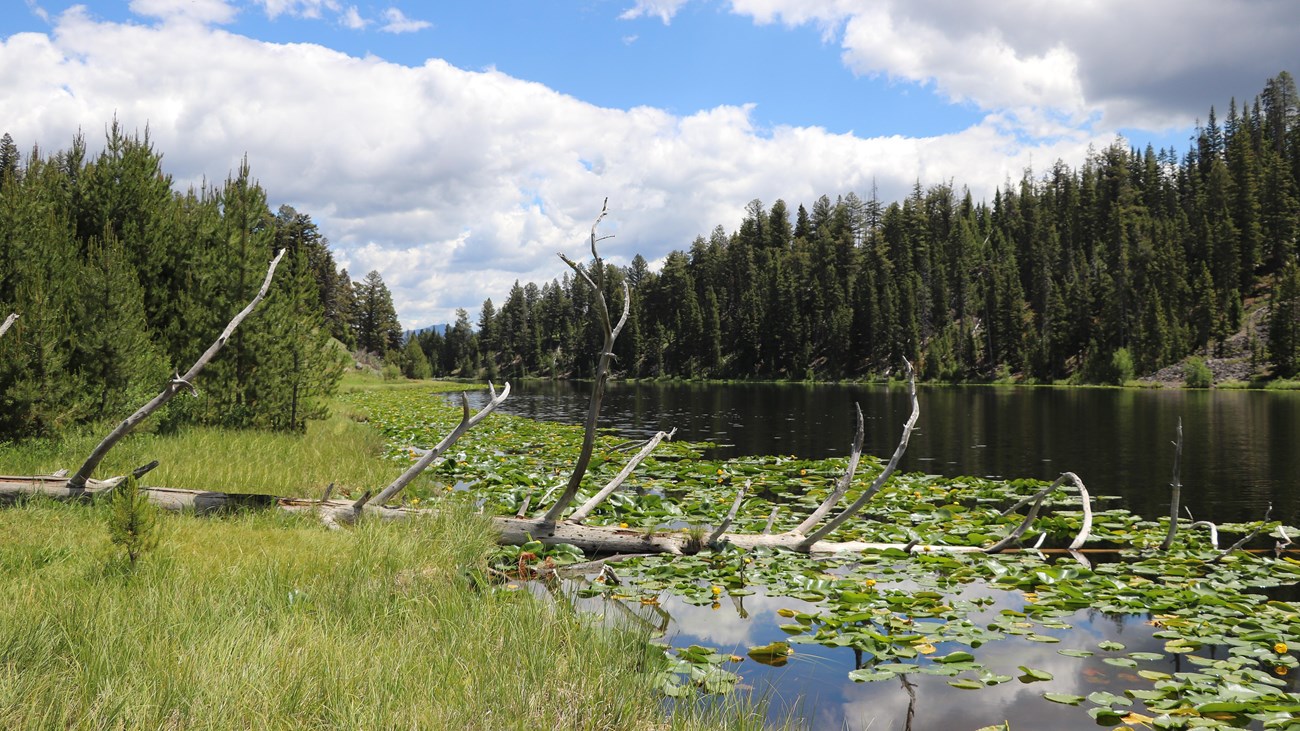 A small lake coverd in lily pads surrounded by a forest.