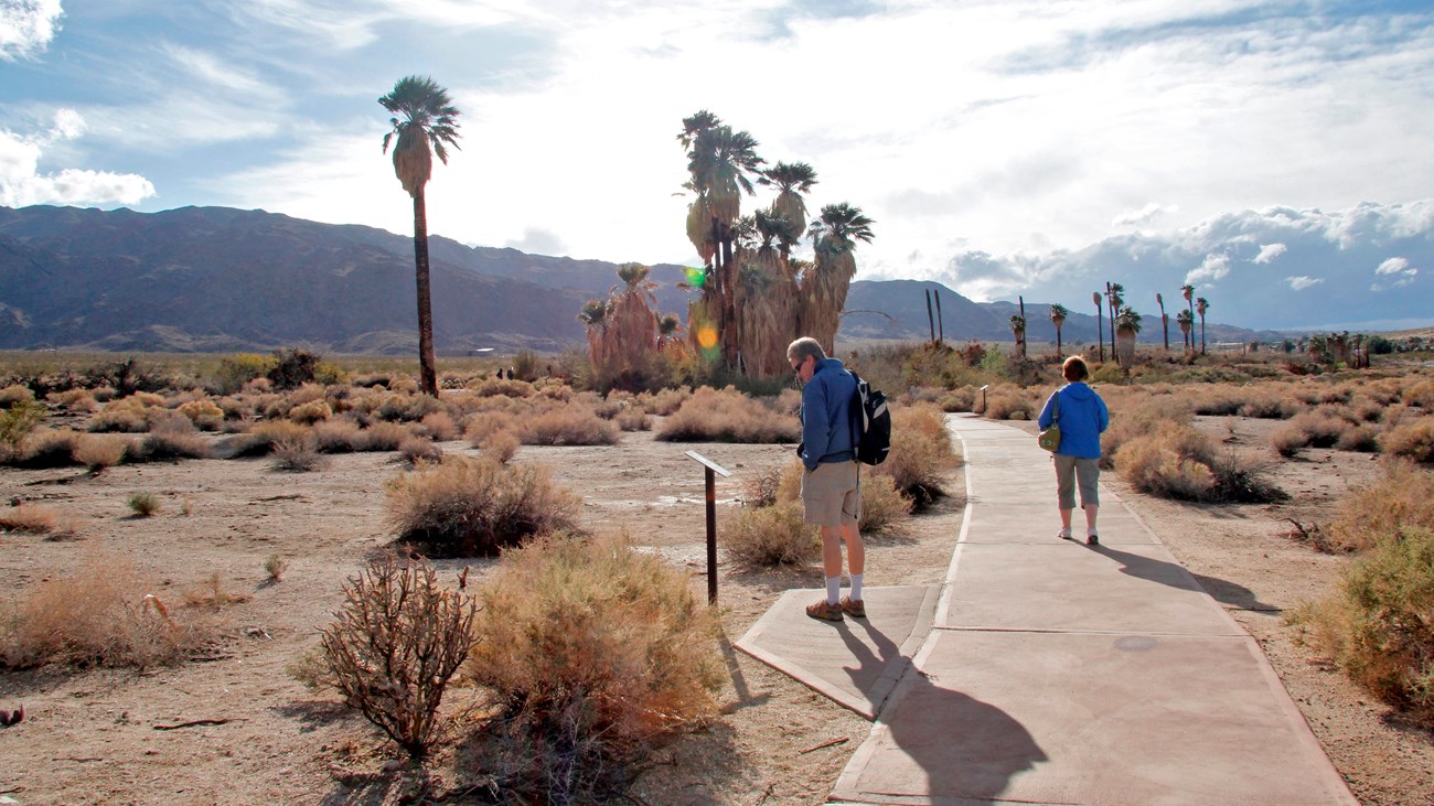Two people on a paved trail heading towards a clump of fan palms with mountains in the distance.