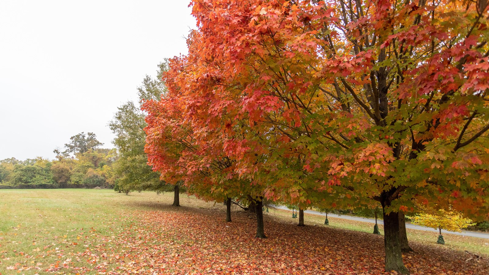 Trees turning colors in front of a grassy field. 