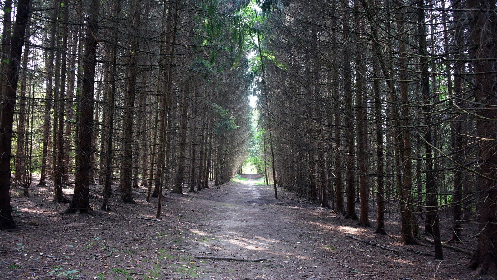View down a wide, unpaved trail through a forest of evergreens growing close together in rows.