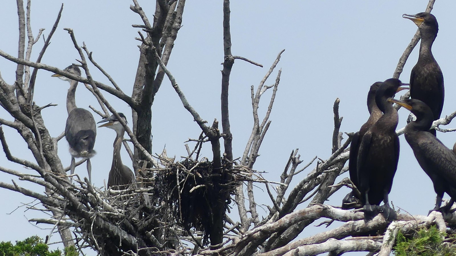 Fledglings on a barren tree on Sarah Island.