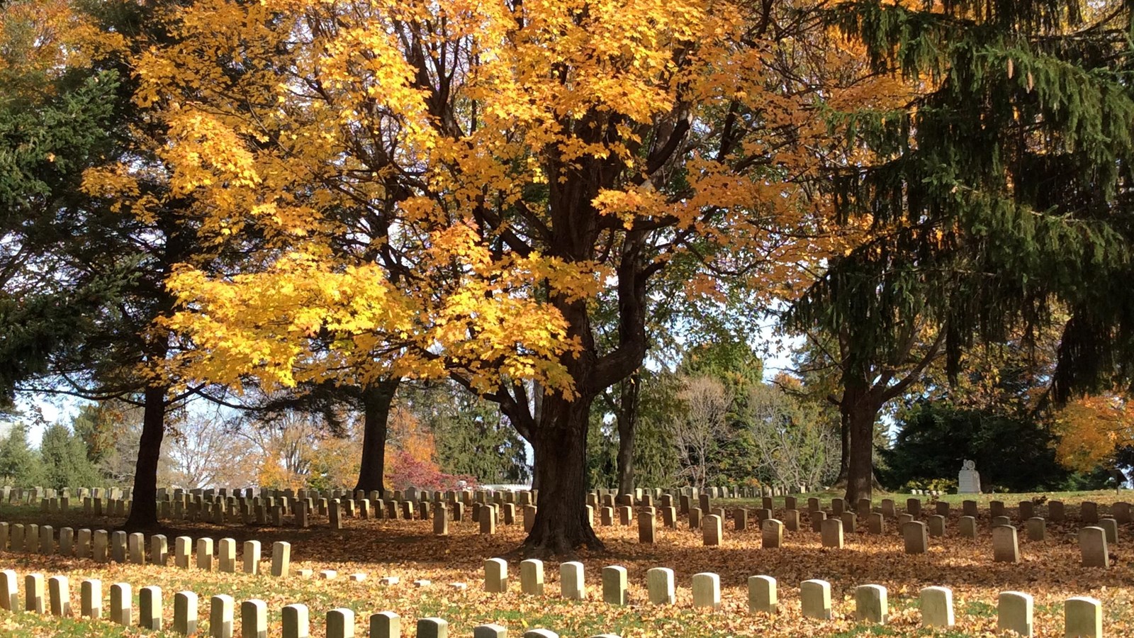 graves with trees fall season