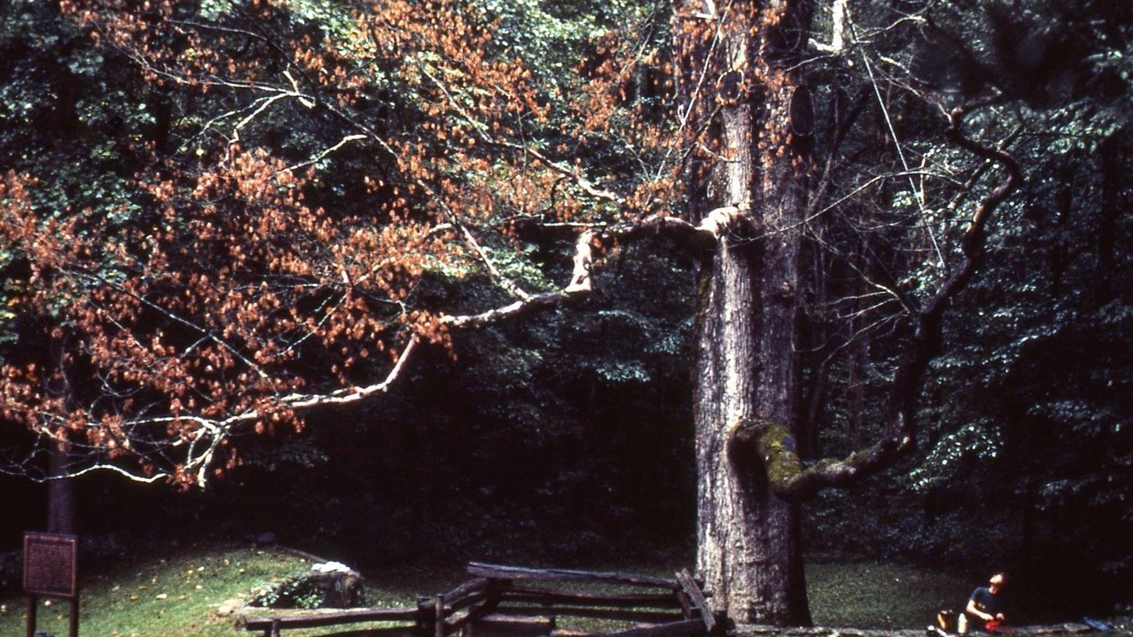 color photo of a large oak tree with a fence around it.