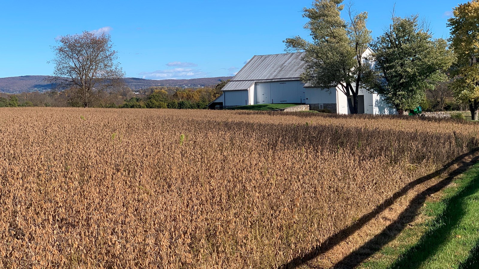 white barn with soybean crop field in foreground.