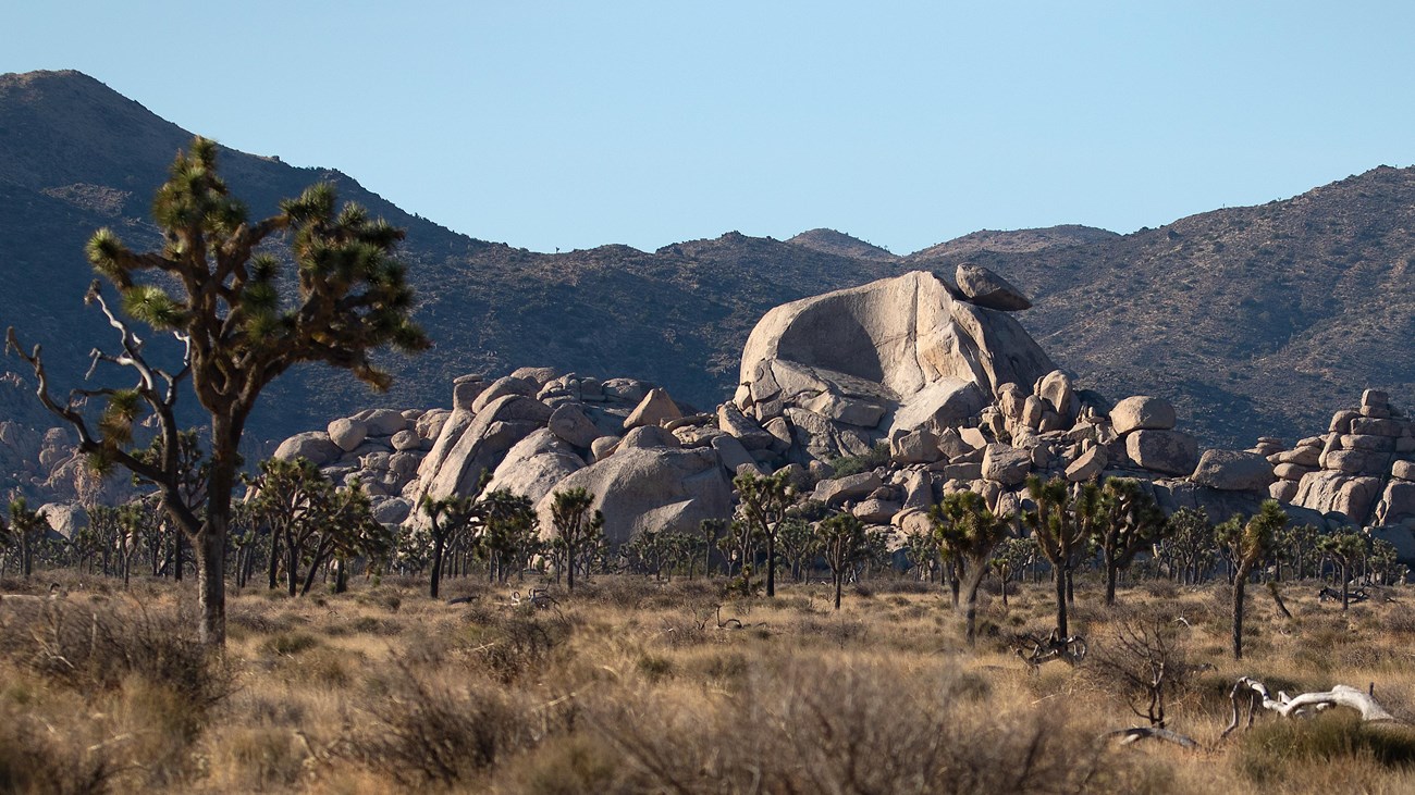 Desert shrubs and Joshua trees in the foreground and rock formations and mountains in the background
