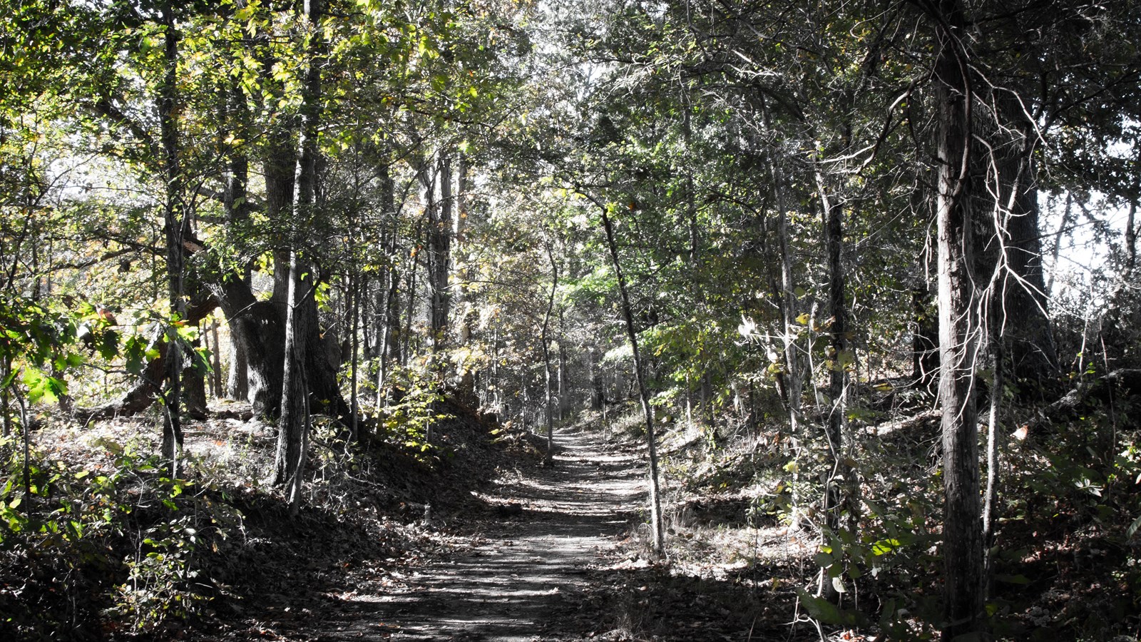 A trail leads through a dense wood.